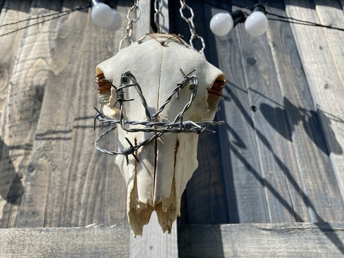 Taxidermy sheep skull hanging - sheep,