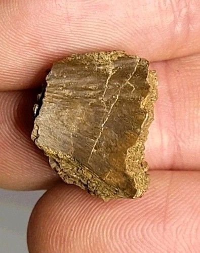 Rex rare caudal - t-rex, vertebra