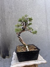 Imported Japanese Itoigawa