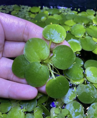 Amazon frogbit large - xl,