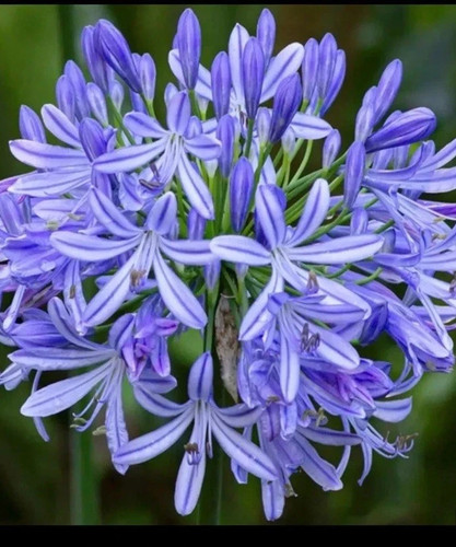 Agapanthus african lily - agapanthus:, "african