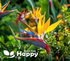 STRELITZIA - BIRD OF PARADISE