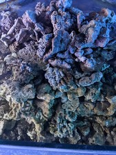 Marine aquarium live - , rock
