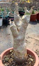 Rare cyphostemma juttae - rare,