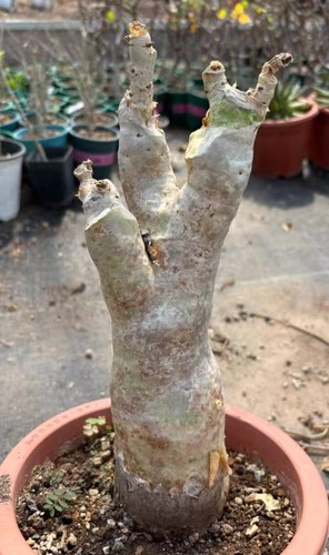 Rare cyphostemma juttae - cyphostemma,