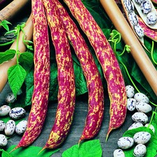 Climbing french bean borlotto - french,