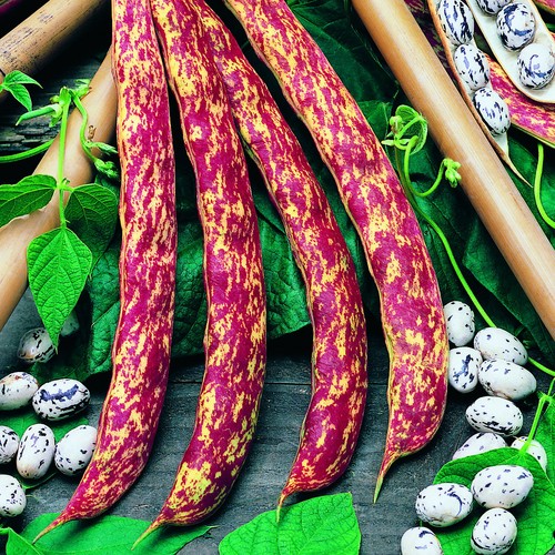 Climbing french bean - french, 'borlotto