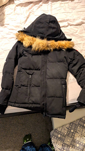 Canada goose arctic - goose,