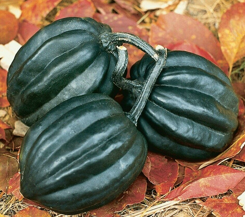 Tuffy acorn winter squash - tuffy,