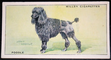 Black poodle vintage 1937 - ,