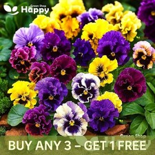 Pansy Swiss Can Can Mix - 300