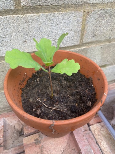 English oak seedling sapling