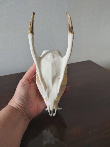Muntjac buck deer skull - muntjac,