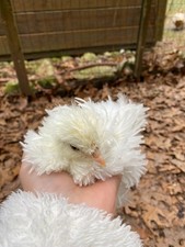 6+ Frizzles, Showgirl Silkie