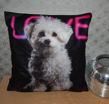 Gorgeous Maltese Bichon Frise