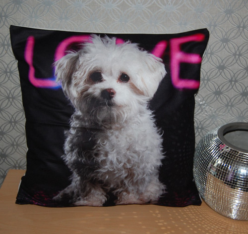 Gorgeous maltese bichon frise - maltese,