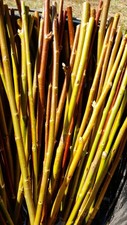 20 x willow cuttings. Salix Alba Vitellina (Golden Willow)  (approx 30cm) FRESH