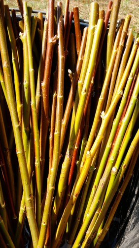 Willow cuttings salix - x,