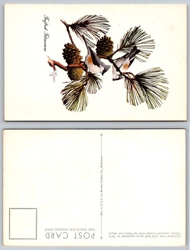Tufted titmouse bird pine - tufted,
