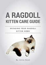 A Ragdoll Kitten Care Guide