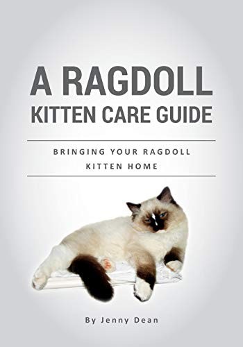 Ragdoll kitten care - care, guide