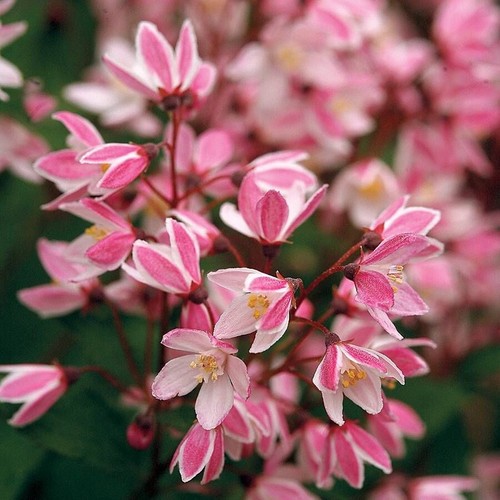Deutzia yuki cherry blossom - deutzia,
