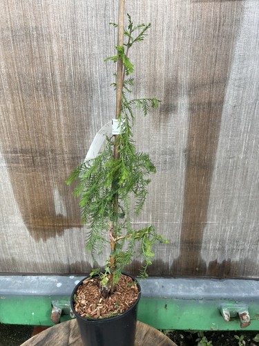 Swamp cypress pendula 40cm - swamp, 20/40cm