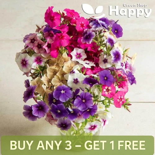 Drummond phlox art shades - drummond's,