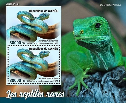 Rare reptiles - rare,