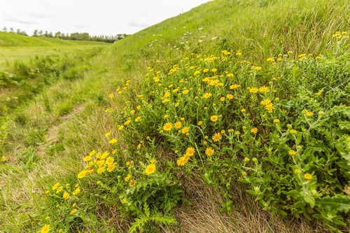 Wild flower common - common, fleabane