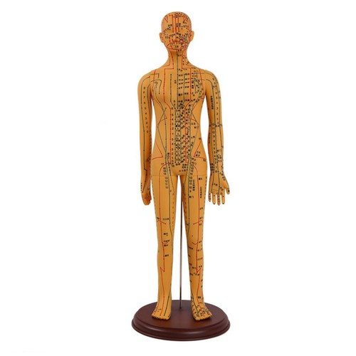 Human acupuncture model soft - human,