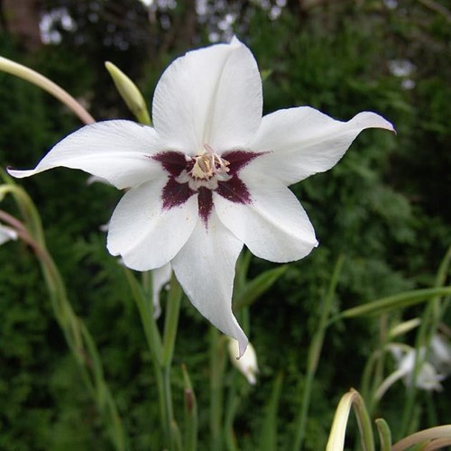 Acidanthera murielae - acidanthera,