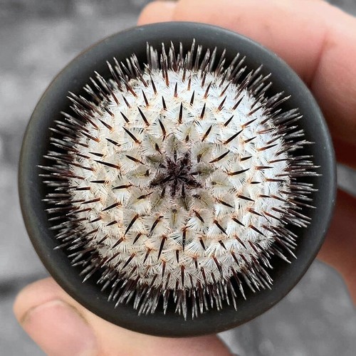 3cm succulent cactus plant - cactus,