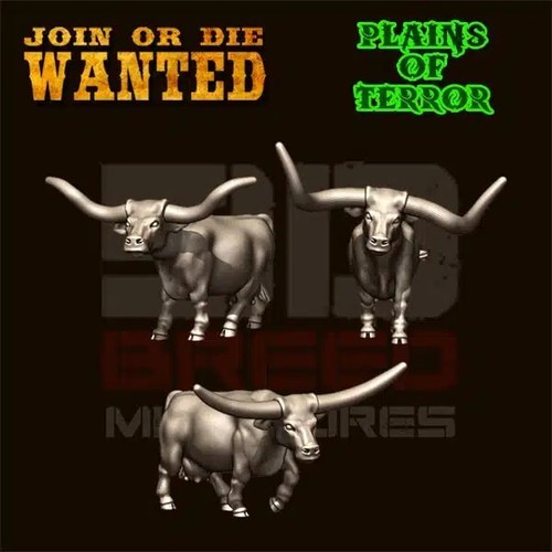 Long horn cattle cow - long,