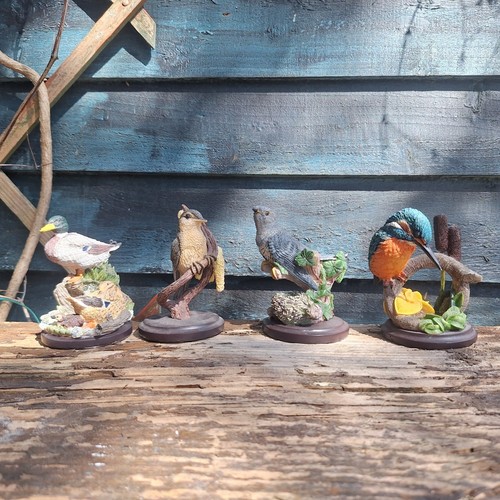 The country bird - bird, collection