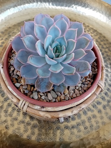 Echeveria orion succulent - 'orion',