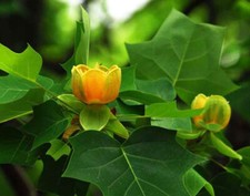 Liriodendron Chinense - 25