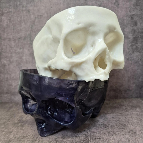 Replica resin human skull - 2,