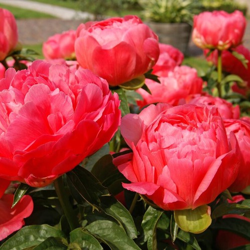 Peony coral sunset bare - bare, root