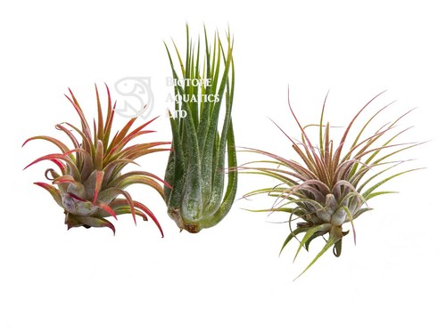 Air plants - ,