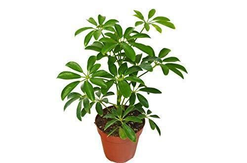 Schefflera arboricola green - schefflera,