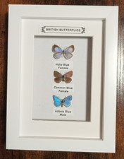 Taxidermy Real Framed British Blue Butterflies In White Wooden Frame/Entomology