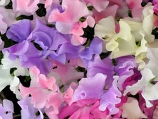 6x plug plants SWEET PEA LILAC