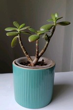 Crassula ovata money plant - ovata,