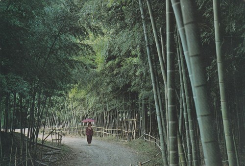 Kyoto bamboo grove lady - kyoto,, &