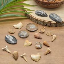 Various fossils genuine - fossils,