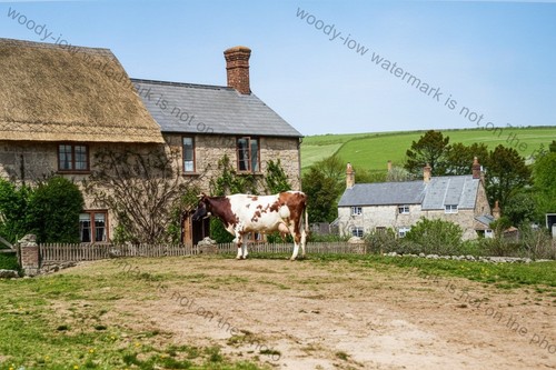 Iwc815 niton village - village,