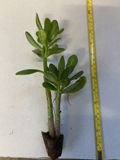 Jade Plant, Money Tree