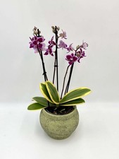 Orchid Phalaenopsis Chia E