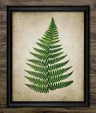 Fern Print, Vintage Botanical